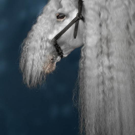 Robert G. Bartholot-NEAPARAT.ro