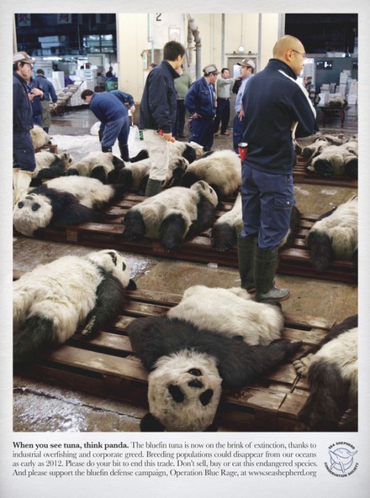 When You See A Tuna, Think Panda-NEAPARAT.ro