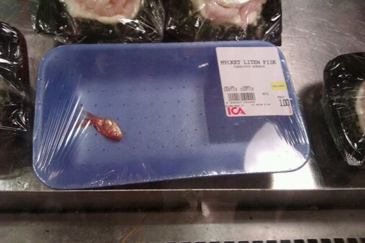 goldfish